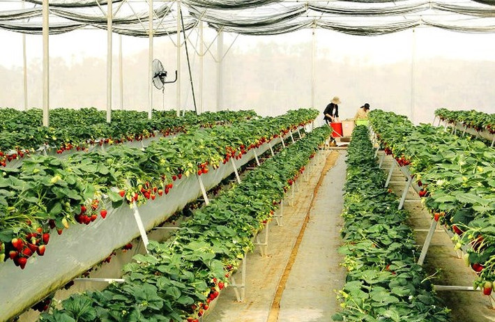 Để có được 1,2 ha dâu tây trồng công nghệ cao, chủ trang trại cho biết đã đầu tư hơn 5 tỷ đồng gồm: nhà kính, khung trồng, hệ thống tưới nhỏ giọt tự động.
