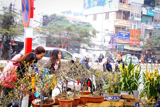 Chợ Bưởi là một điểm bán hoa, cây cảnh rất đặc biệt của người Hà Nội mỗi khi Tết đến, Xuân về. Càng những ngày giáp Tết, chợ Bưởi càng đông vui tấp nập với muôn vàn hoa khoe sắc từ các nơi mang về bày bán.