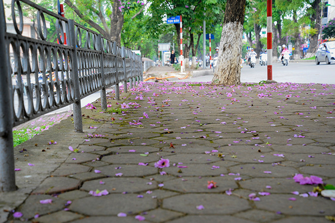Hoa bằng lăng nở nhanh và rụng cũng rất nhanh. Vì thế, bạn chỉ có thể nhìn thấy hoa trong một thời gian ngắn.