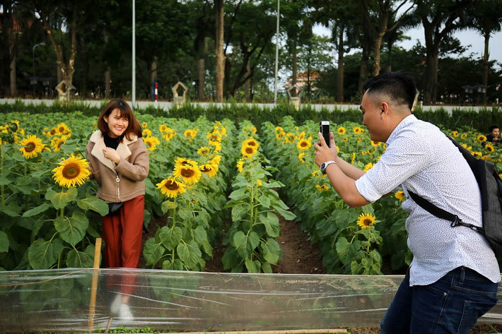 Chị Thanh Huyền (36 tuổi, nhân viên văn phòng tại Hà Nội chia sẻ): "Mình có nghe bạn bè nói ở di tích Hoàng thành trồng hoa hướng dương, cơ quan mình cũng gần đây nên mấy chị em tranh thủ rủ nhau đến chụp ảnh cùng hoa. Mình chưa từng đến đồi hoa hướng dương ở Nghệ An nên đây là lần đầu tiên mình chụp ảnh cùng nhiều hoa như vậy".