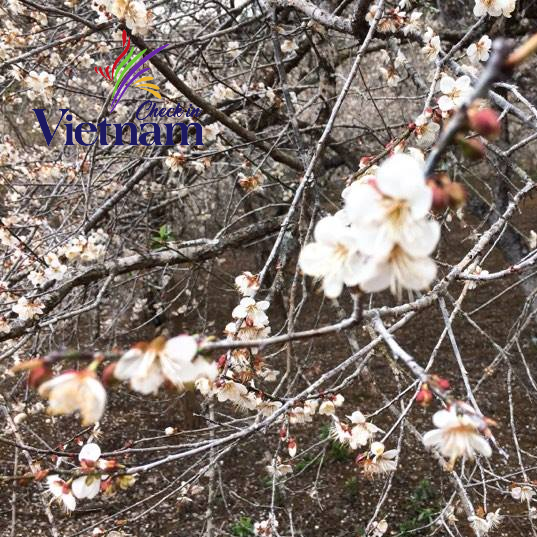 Nếu muốn đắm chìm trong "vương quốc" của cây hoa mơ trắng thì Tân Lập, Phiên Cành, Lóng Luông, Thông Cuông chính là những nơi bạn cần đến. Cả vùng trời trắng muốt bởi những cây hoa mơ như làn mây bồng bềnh, lấp ló những nóc nhà truyền thống của đồng bào Mông mộc mạc khiến lòng người phải đắm say khi về với Mộc Châu những ngày cận Tết.
