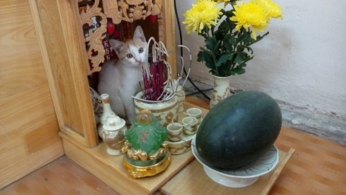 Giờ mèo còn có thêm nhiệm vụ mới là lên bàn thờ canh đĩa hoa quả đúng không nhỉ?