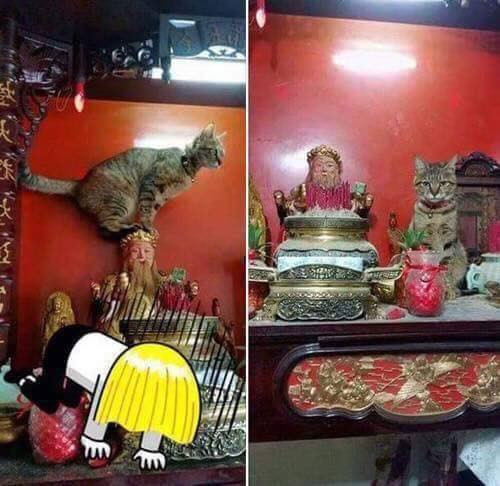"Ông cho con mượn đầu ông chút. Con làm vị trí soi con chuột nhắt phá bữa ăn của con. Con hứa xong việc con xuống ngay".