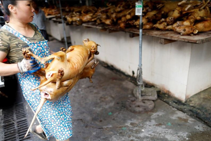 Lễ hội từ lâu là "cái gai" trong mắt những người yêu chó và các tổ chức bảo vệ động vật tại Trung Quốc và nhiều nước trên thế giới. Trong những năm qua, nhiều nhà hoạt động đã tổ chức các vụ "đột kích" vào lò mổ, chặn các xe chở chó để hạn chế phần nào việc giết mổ trong mùa lễ hội thịt chó. (Ảnh: Reuters)
