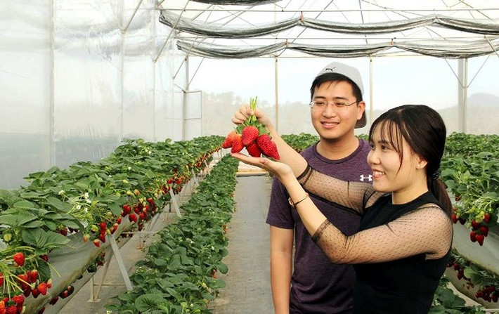 Chất lượng dâu thường xuyên được kỹ sư công ty tiến hành kiểm nghiệm, đo thử bằng máy.