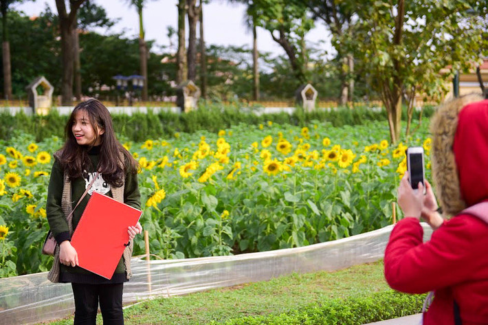 Ngoài ra, việc trồng hoa hướng dương tại khu di tích sẽ góp phần tạo điểm nhấn, thu hút du khách nhân dịp cuối năm. Tại Hoàng Thành, du khách sẽ được thưởng lãm những buổi trưng bày, bên cạnh không gian tự nhiên tươi mới với những loại hoa được trồng theo mùa.