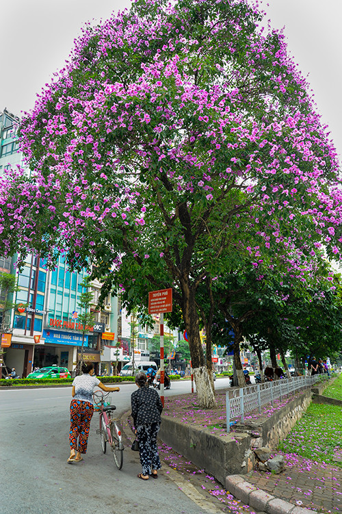 Hoa bằng lăng được trồng rất nhiều ở Hà Nội, nhưng trong đó phố Kim Mã, Đào Tấn, Trần Thái Tông... là những khu vực tập trung nhiều nhất.