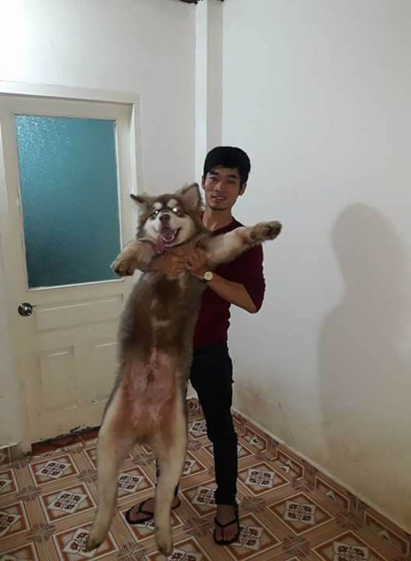 Nhiều dân mạng còn tếu táo cho rằng: "ăn như như chú chó Alaska này nhiều người sẽ cảm thấy tủi thân và ước ao được ăn uống, đuề huề, thừa mứa như trên. Đúng là kẻ ăn không hết người lần chẳng ra".
