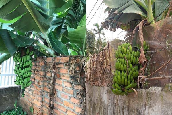 Mặc dù chỉ là những bức ảnh khá vui nhưng những bức ảnh về cây hoa quả này nhận được sự quan tâm lớn cộng đồng mạng.