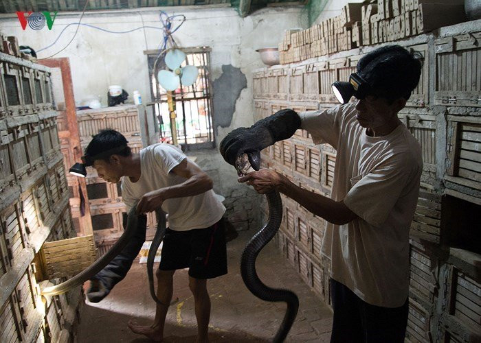 Xã Vĩnh Sơn, huyện Vĩnh Tường, tỉnh Vĩnh Phúc được biết đến là nơi nuôi rắn nổi tiếng ở miền Bắc. Ở đây, nuôi rắn là nghề truyền thống, cả xã có hơn 80% hộ nuôi và kinh doanh rắn hổ mang.