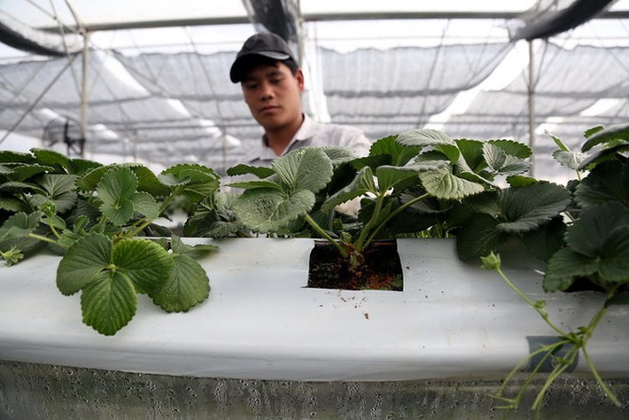 Du khách có thể hái ăn và mua dâu ngay tại vườn với giá trung bình khoảng 300.000 đồng/kg.