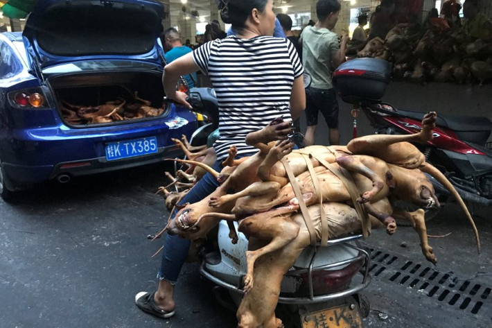 "Về những cảnh giết mổ đẫm máu mà các bạn nhìn thấy trên mạng, theo tôi thì giết con vật nào cũng sẽ máu me như thế cả. Tôi hy vọng mọi người có thể nhìn nhận lễ hội này một cách khách quan", Wang Yue, một người sống tại Ngọc Lâm, cho biết. (Ảnh: Reuters)