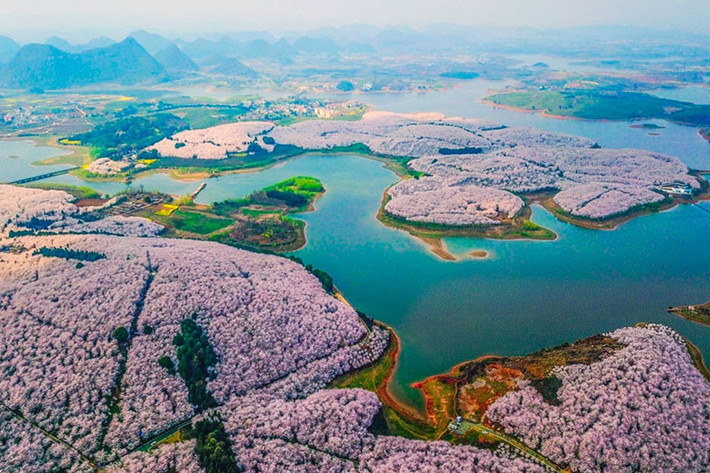 Những sắc hồng của cánh hoa tạo nên khung cảnh thơ mộng ở nhiều nơi trên khắp đất nước.