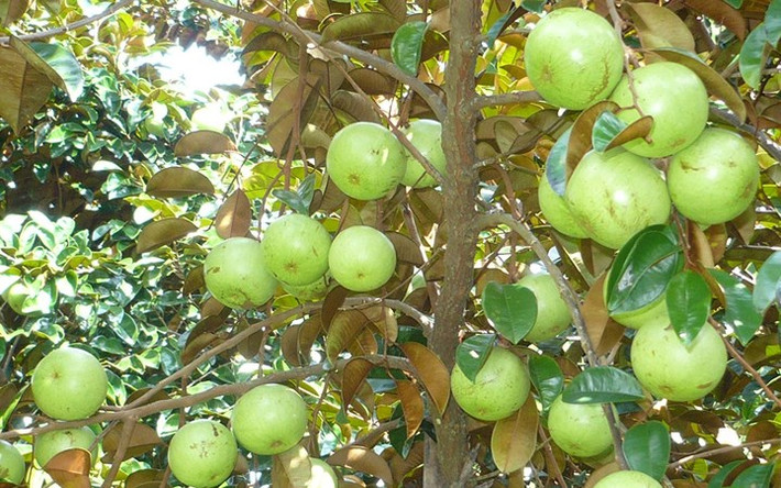 Lô hàng vú sữa đầu tiên của Việt Nam đã đi Mỹ vào cuối năm ngoái. (Ảnh: VTV)