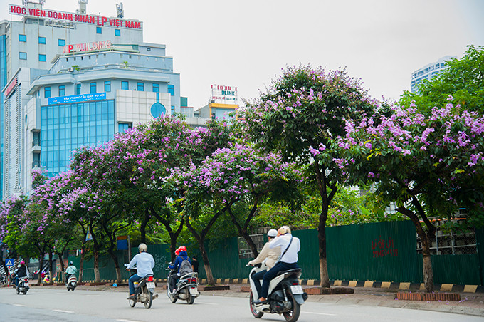 Hoa bằng lăng nở tím trên con phố mới Trần Thái Tông, quận Cầu Giấy.