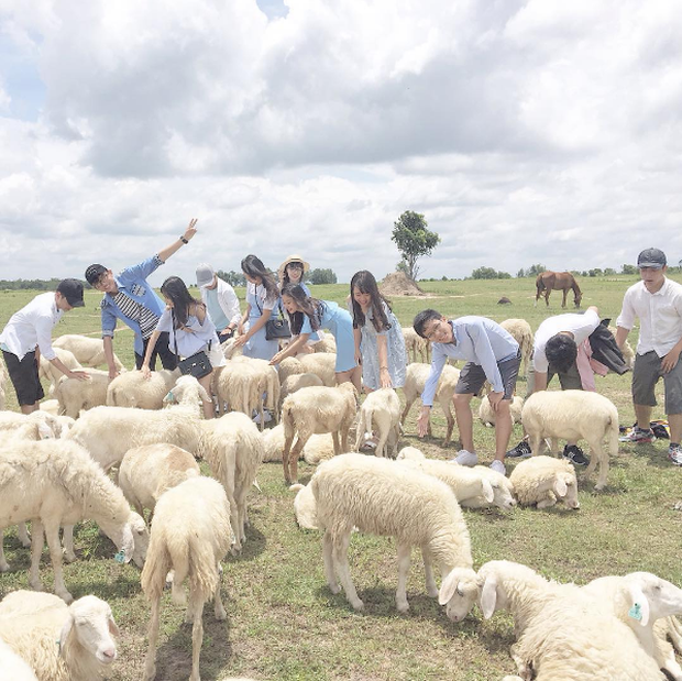 Đồng cừu nổi tiếng nhất Việt Nam hẳn là Ninh Thuận. Tới nơi đây, bạn sẽ có được bộ hình đẹp ơi là đẹp cùng những chú cừu dễ thương, mang một vẻ đẹp khá là "Tây".