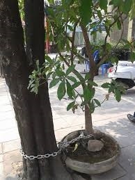 Xích cây cảnh vào thân cây lớn để tránh bị bê mất.