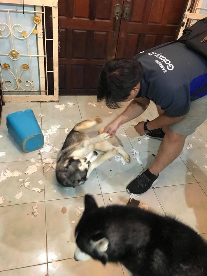 Trong bộ ảnh tổng hợp này, những khoảng khắc phá cửa, cắn tan nát chiếc gối hay biến căn phòng thành bãi rác của các chú thú cưng đã được cô, cậu chủ chụp lại và đăng đàn tố cáo.