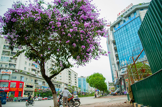 Sắc tím của hoa bằng lăng như tô điểm và làm thơ mộng hơn một góc phố.