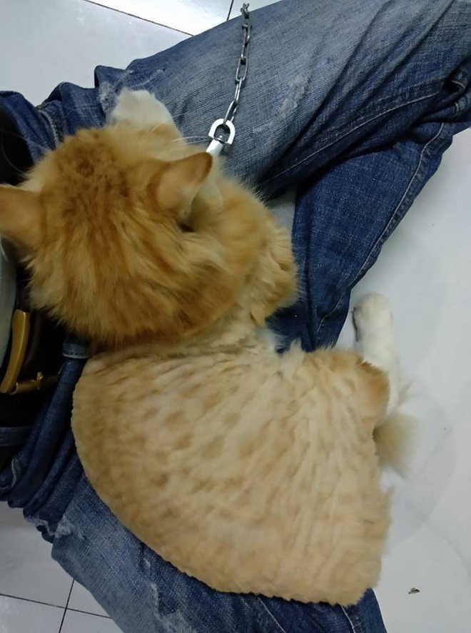 Nhìn những bức ảnh thú cưng bị cắt lông nham nhở, nickname Quỳnh Anh lại cho rằng: "Đã có tiền nuôi thú cưng thì các bạn cũng nên trân trọng các em ý một chút. Lông là vẻ ngoài của chúng cũng giống như quần áo của chúng ta nên "xấu chàng hổ ai?".