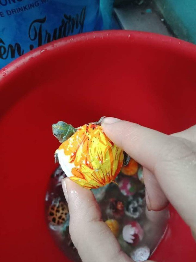 Đồng thời, những thông tin về loài rùa tai đỏ với tập tính hung dữ, nguy hiểm cũng đã được cư dân mạng thu thập và chia sẻ cho nhau. Theo đó, rùa tai đỏ có bản chất hung dữ, ăn tạp, khi thả xuống môi trường nước như sông, hồ sẽ ăn hết thức ăn của loài thủy sinh khác.