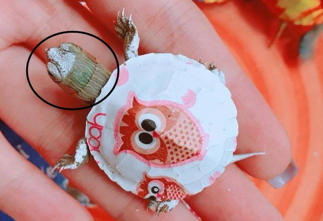 Theo nhiều người quan sát được, rùa mini có 2 đốm đỏ ở 2 bên tai, là dấu hiệu nhận biết đặc trưng của loài rùa tai đỏ.