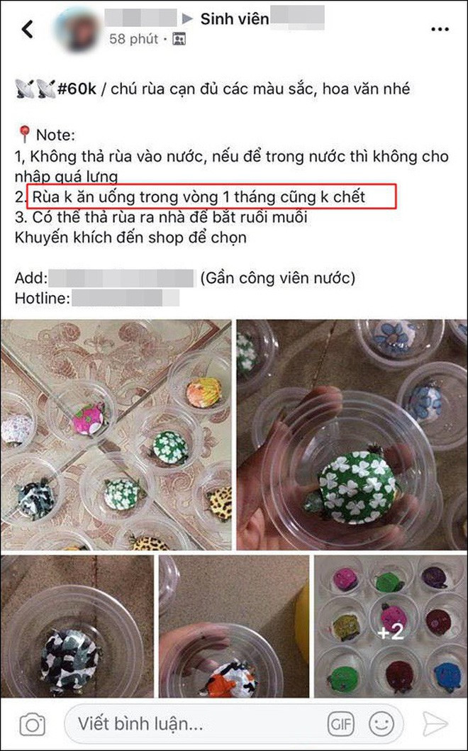 Theo hình ảnh được đăng tải, những con rùa mini - đúng như tên gọi - có kích thước rất nhỏ, có thể nằm lọt trong lòng bàn tay. Cũng như tất cả các loài rùa khác, rùa mini cũng mang trên lưng chiếc mai cứng cáp, điều khác biệt duy nhất là chiếc mai này được tô vẽ nhiều họa tiết, hoa văn rất sặc sỡ.