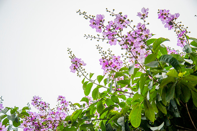 Đua nhau khoe sắc chào đón ánh nắng mùa hè.