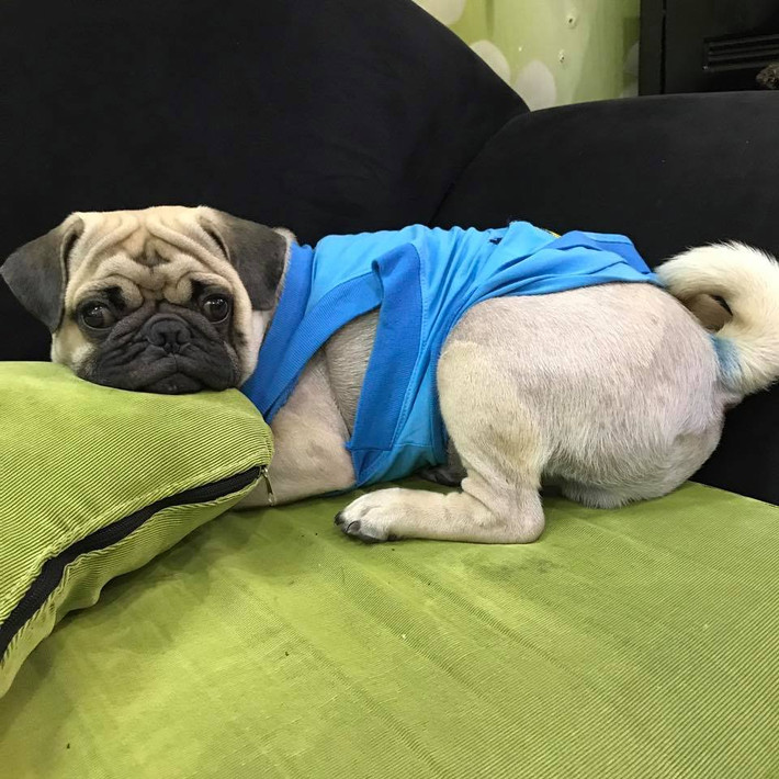 Ngoài việc sở hữu "ngoại hình như cún, ăn uống như heo" thì Trum còn rất quậy phá. Đồ đạc trong nhà sắp sửa vứt đi là cho anh chàng cào cấu, cắn xé.