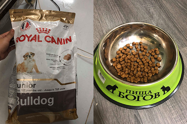 Chú chó số hưởng với chế độ ăn sang chảnh đang được nhắc đến là Trum, hiện đang sống cùng gia đình chủ tại An Giang.