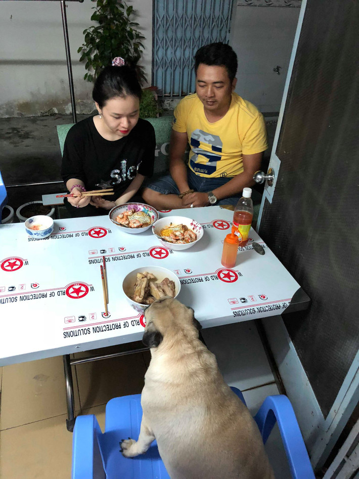 Có rất nhiều chú chó may mắn khi được chủ chăm bẵm từng li từng tí, từ bữa ăn đến giấc ngủ, từ những lần ốm đau đến cả khi đi vệ sinh. Khi mua về chỉ khoảng 800g, sau hơn 1 năm đã cán mốc 20kg.