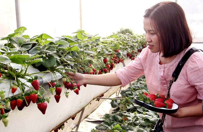 Trong khuôn viên trang trại, chủ vườn dành riêng 700m2 cho du khách vào tham quan, chụp ảnh và trải nghiệm.