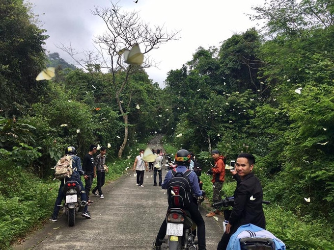 Ngắm nhìn đàn bướm, bạn sẽ thấy một cảnh tượng thanh bình, nên thơ đặc biệt khi nhìn những cánh bướm nhỏ bé bên cây cổ thụ ngàn năm.