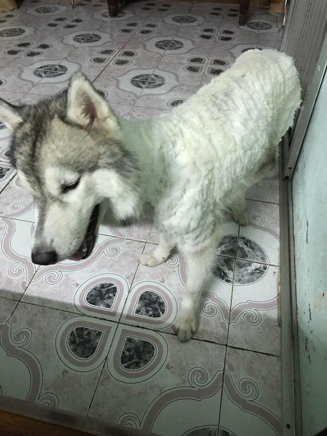 Chú chó giống Alaska không còn bộ lông giống sói oai hùng của mình ngày nào mà thay vào đó là sự nham nhở chẳng khác gì chiếc áo bông rách.
