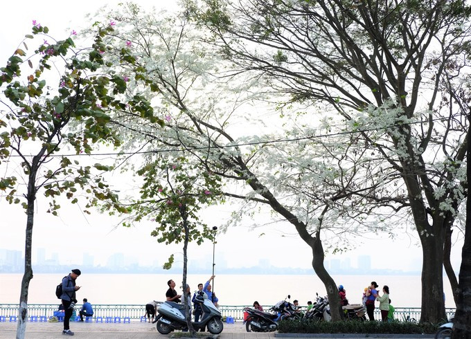 Những cành hoa sưa khoe sắc trong gió xuân. Thật không quá khi nói rằng, hoa sưa là một nét vẽ đẹp không thể thiếu trong bức tranh Hà Nội.