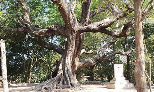 An Giang là tỉnh có 5 cây di sản khiến không ít người xao lòng bởi dáng cây đẹp mắt. Cây me khổng lổ ở xã Núi Tô (huyện Tri Tôn, An Giang) có tuổi đời trên 600 tuổi được trao bằng cây di sản Việt Nam vào tháng7/2013 là một trong số đó.