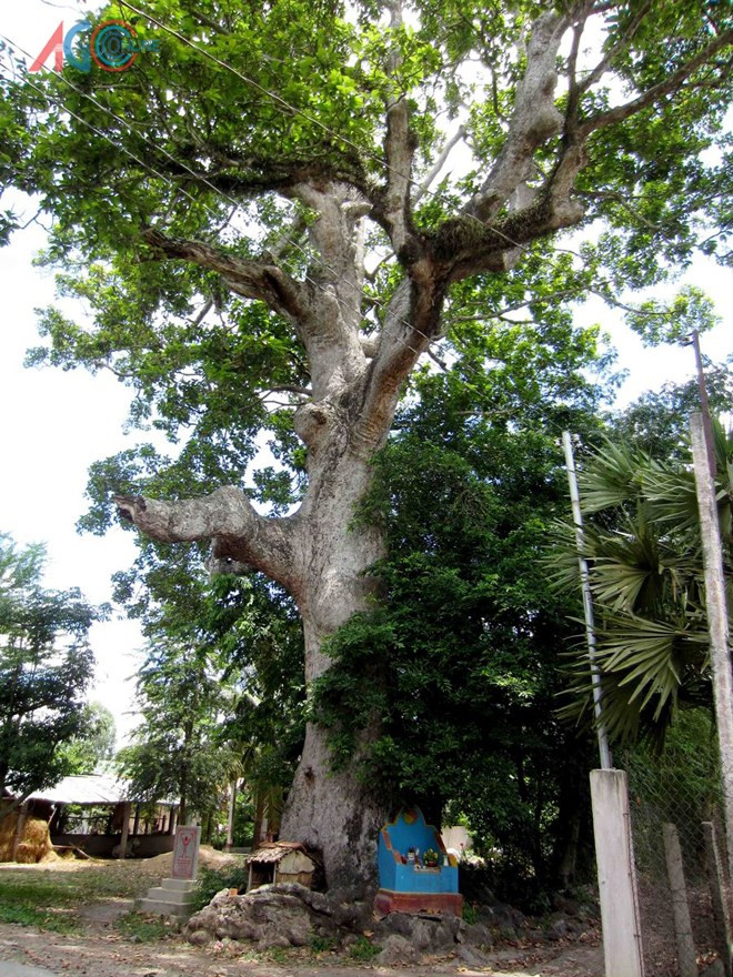 Cây gắn với lịch sử, đời sống văn hóa của người dân An Cư (Tịnh Biên). Cây có mặt từ khi người dân chưa đến đây sinh sống. Ảnh: Báo An Giang.