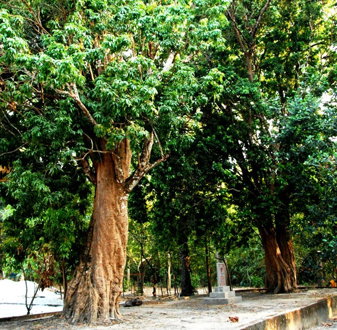 Chùa Svây Ta Hôn (ấp Ninh Lợi, xã An Tức, Tri Tôn, An Giang ) sở hữu hai cây vải thiều hơn 500 năm tuổi. Ảnh: Zing.