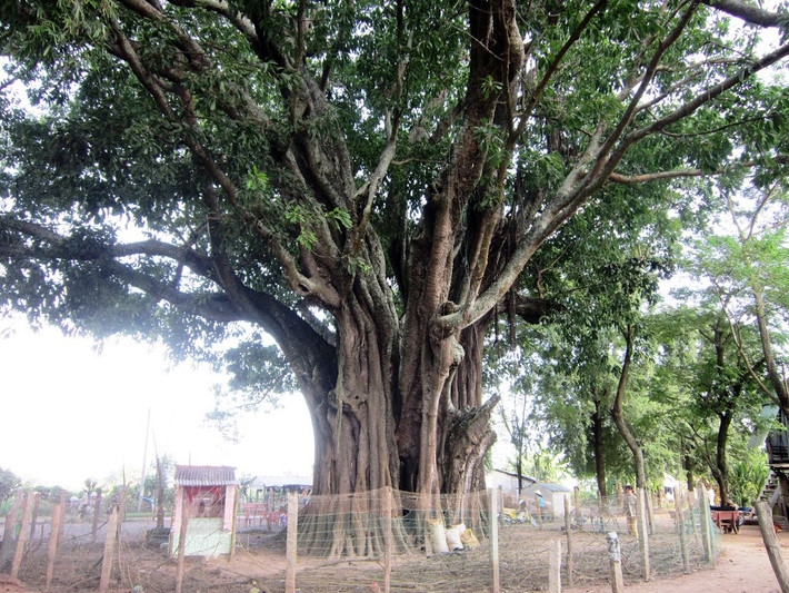 Cây đa cổ thụ ở ấp 1, xã Khánh An, huyện An Phú, tỉnh An Giang được mệnh danh là "Ông cây" với tuổi đời trên 300 tuổi. Cây có độ che phủ rộng khoảng 2.000m2, cao hơn 50 mét, gốc cây có bề hoành rộng tới 25m. Đây được xem là cây đa cổ nhất ở ĐBSCL và cả nước. Ảnh: Panoramio.
