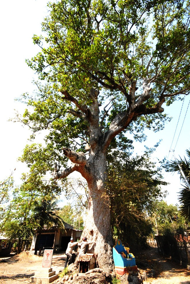 Tại xã An Cư (Tịnh Biên) cây dầu con rái (tên tiếng Anh là Dipterocarpus alatus Roxb), tuổi thọ trên 300 trăm năm cũng là cây cổ thụ di sản vô giá. Cây cao khoảng 20m, dáng đứng, thân cây rất khỏe mạnh và phát triển tốt. Ảnh: Zing.
