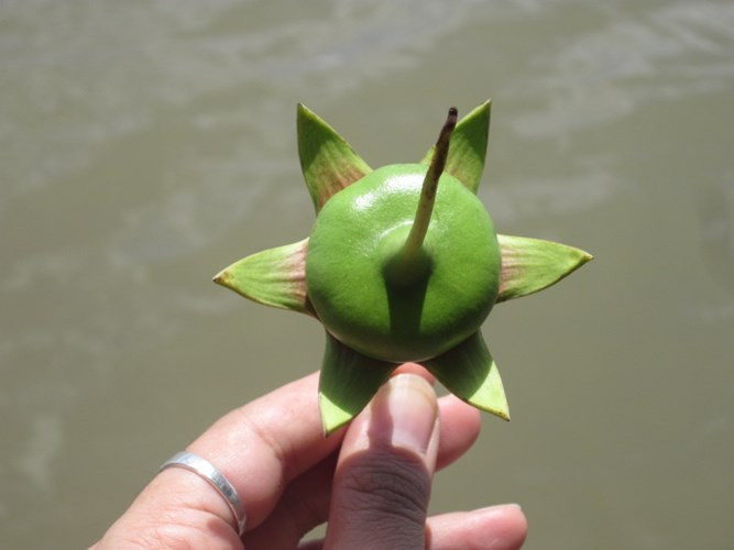 Trái bần xuất hiện nhiều ở vùng đồng bằng Sông Cửu Long. Trái có vị chua, hình dáng to tròn, hơi dẹt như cái dĩa. Trái bần chín thì được dùng để nấu canh chua, kho chung với cá, nấu lẩu đậm đà.