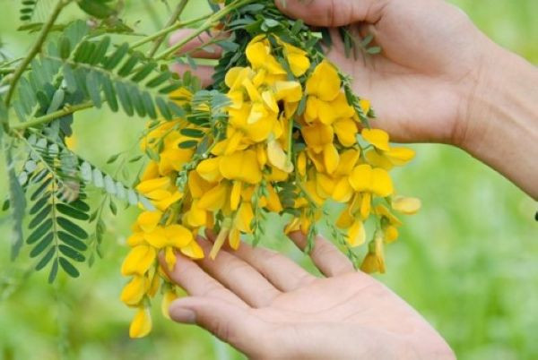 Bông điên điển không còn là món ăn của người nghèo theo quan niệm trước đây mà đã trở thành một trong những đặc sản được nhiều người ưa thích. Mỗi mùa nước nổi, món dưa chua bông điên điển cũng được nhiều người tìm ăn do vị ngon thanh của nó