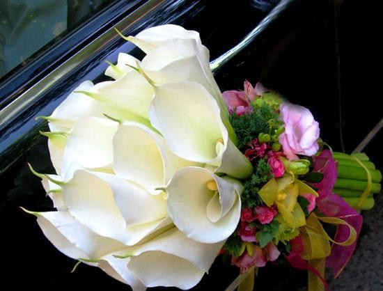 Hoa Zum,hay còn là Rum,tên thật là hoa Thủy Vu. Thủy vu thể hiện sự cung kính, tôn nghiêm. Hoa dành tặng cho Mẹ, chị gái hoặc người phụ nữ bạn tôn kính, yêu quý.