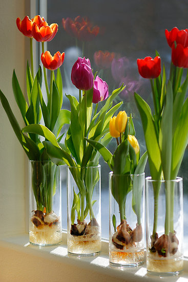 Bạn nên thay nước thường xuyên cho bình tulip, có thể rải thêm đá, sỏi phía dưới đáy bình để trang trí và lọc nước trong.