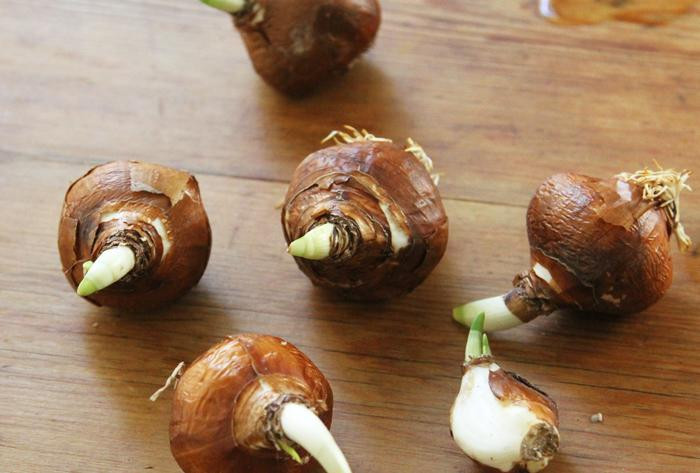 Thời điểm trồng hoa tulip thường là khi thời tiết mát mẻ, từ khoảng tháng 11 - đến tháng 12. Trước tiên, bạn cần chọn củ giống tulip không được trầy xước, không chọn những củ đã bị thâm hat méo mó, mềm nhũn.