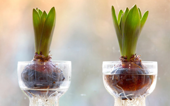 Cách đơn giản đầu tiên để trồng tulip tại nhà đó là trồng chúng trong nước. Bạn chỉ cần đặt củ tulip trong chậu thủy tinh có nước sạch, rễ cây sẽ mọc nhanh và củ lên lá.