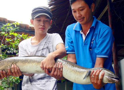 Một ngư dân An Giang đã bắt con cá chình dài 1,6 mét, cân nặng 11 kg trên sông Hậu thuộc địa phận TP Long Xuyên và huyện Chợ Mới, An Giang. Được biết, không phải thường xuyên có thể bắt được cá chình khổng lồ như thế này. Con cá có giá trị gần 5 triệu đồng.