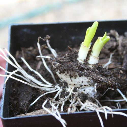 Sức sống mạnh mẽ, dẻo dai sẽ giúp hành tây tái sinh rất nhanh và lên củ.