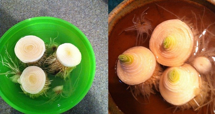 Ngâm phần gốc củ hành thừa trong nước sạch, chúng sẽ ra rễ và lên củ. Đây là chiêu bạn có thể dùng để tận dụng rau củ quả thừa, tái sinh chúng để có nguyên liệu cho lần nấu tiếp theo.