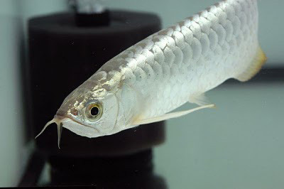 Cá rồng platinum là một dạng đột biến đặc biệt về màu sắc cơ thể, giống như dạng đột biến bạch tạng ở con người, khiến cho cơ thể chúng có màu trắng toát, trong khi họ hàng của chúng có lớp vảy đỏ hay xanh, vàng bắt mắt.